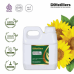 Sunflower / Bunga Matahari Carrier Oil Pure 100% | Helianthus annuus L.