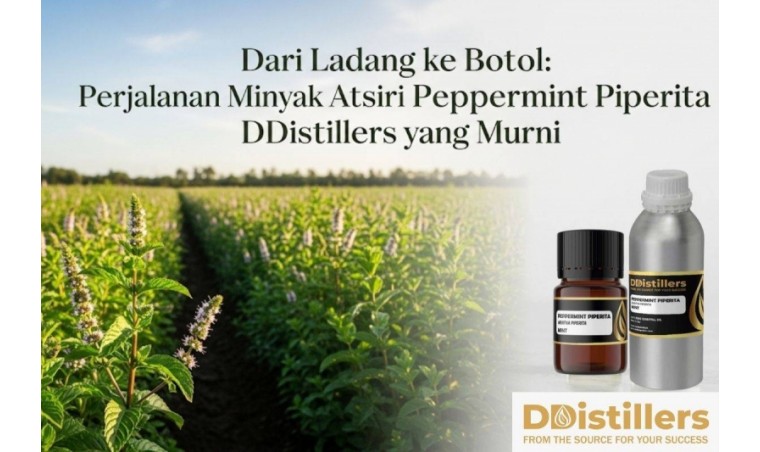 From Field to Bottle: The Journey of Pure Peppermint Piperita Essential Oil by DDistillers