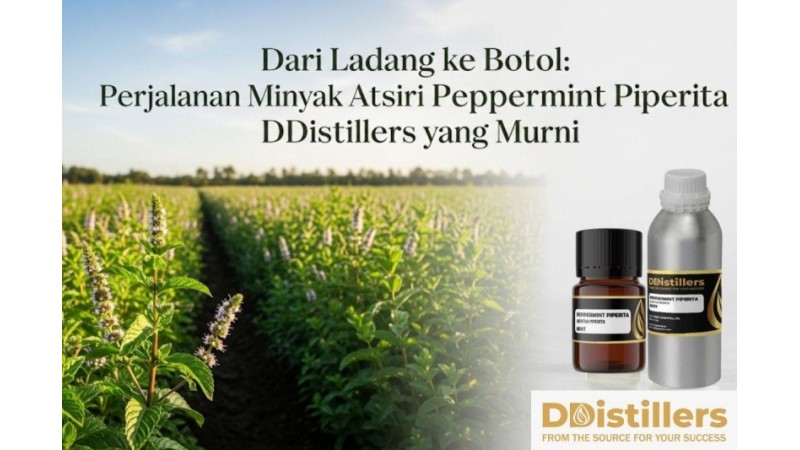 Dari Ladang ke Botol: Perjalanan Minyak Atsiri Peppermint Piperita DDistillers yang Murni