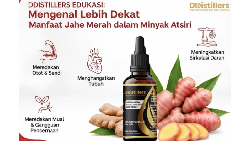 DDistillers Edukasi: Mengenal Lebih Dekat Manfaat Jahe Merah dalam Minyak Atsiri