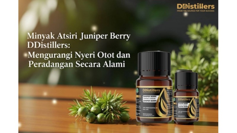 Minyak Atsiri Juniper Berry DDistillers: Mengurangi Nyeri Otot dan Peradangan Secara Alami