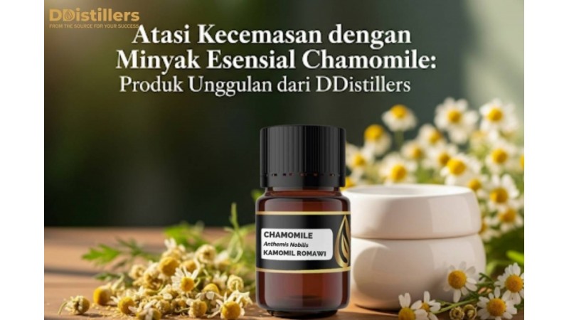 Atasi Kecemasan dengan Minyak Esensial Chamomile: Produk Unggulan dari DDistillers
