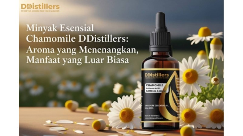 Minyak Esensial Chamomile DDistillers: Aroma yang Menenangkan, Manfaat yang Luar Biasa
