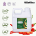 Chili / Cabai Carrier Oil Pure 100% | Capsicum annuum L.