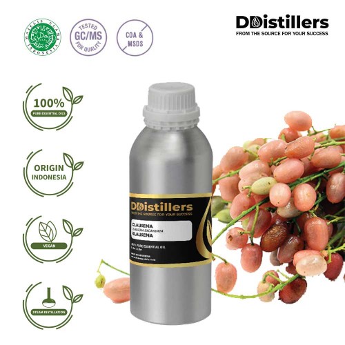 Clausena / Klausena Essential Oil Pure 100% | Clausena excavata Burm.f.