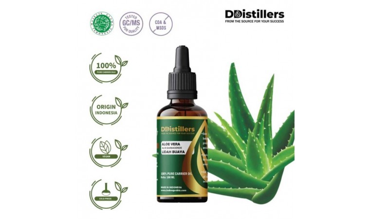 Complete Guide to Cultivating Aloe Vera Plants for Aloe Vera Oil Production in Indonesia