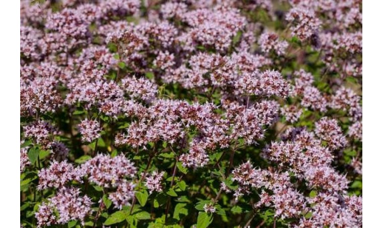 The Extraction Process of Indonesian Oregano Essential Oil: From Traditional to Modern Methods