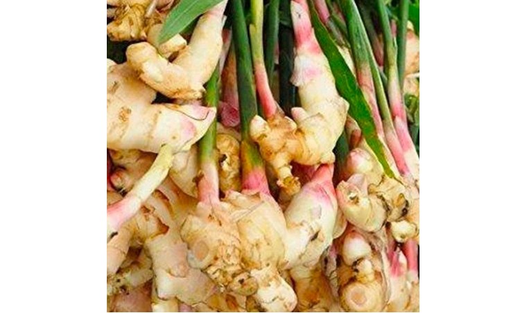 Traditional and Modern Extraction Processes of Wild Ginger Oil in Indonesia