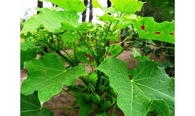 Health Benefits of Jatropha SCFE Oil