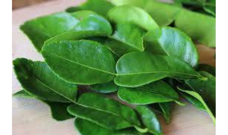 Getting to Know Kaffir Lime Leaf Oil: Benefits and How to Use It in Daily Life