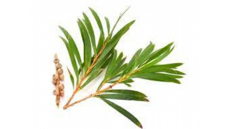 Minyak Atsiri Tea Tree sebagai Bahan Alami dalam Produk Kecantikan dan Perawatan Kulit