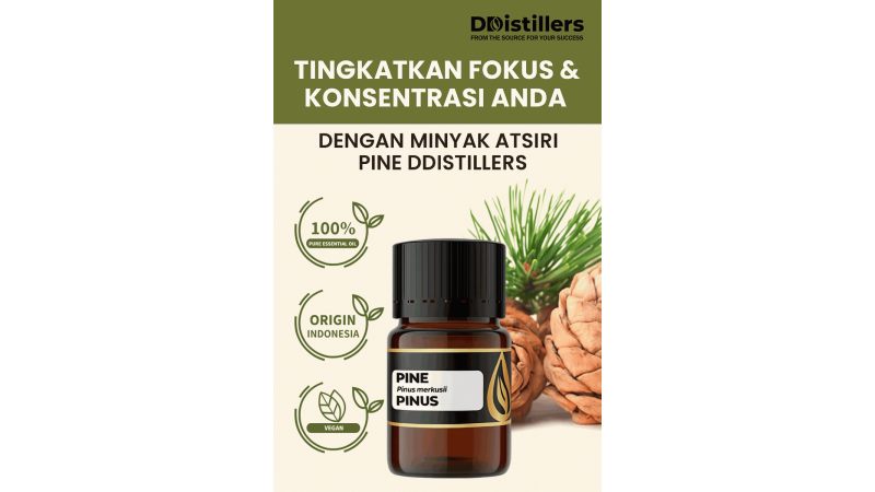 Enhance Your Focus & Concentration with DDistillers Pine Essential Oil