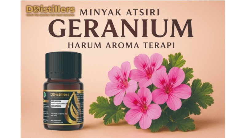 Minyak Atsiri Geranium Harum Aromaterapi: Manfaat dan Cara Penggunaan dari DDistillers