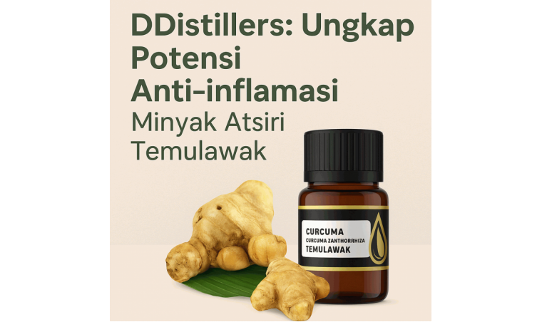 DDistillers: Unveiling the Anti-Inflammatory Potential of Temulawak Essential Oil DDistillers: Unveiling the Anti-Inflammatory Potential of Temulawak Essential Oil
