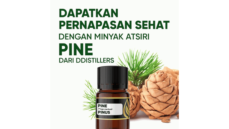 Achieve Healthy Breathing with DDistillers Pine Essential Oil