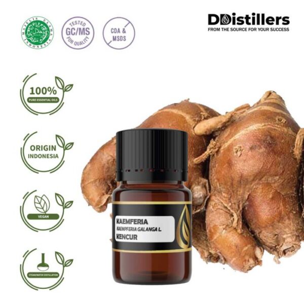 Kaempferia / Aromatic Ginger / Kencur Essential Oil Pure 100%, 2-10ML GS