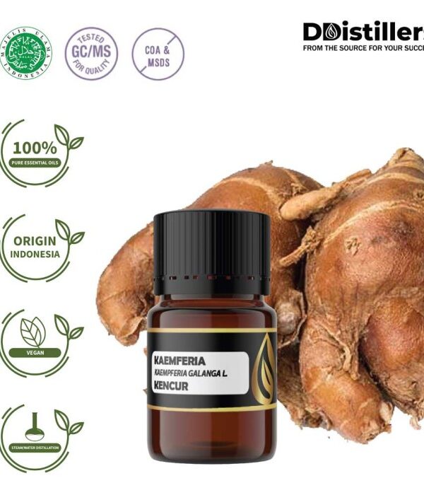Kaempferia / Aromatic Ginger / Kencur Essential Oil Pure 100%, 2-10ML GS