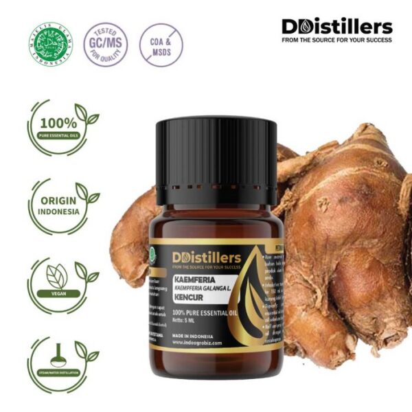 Kaempferia / Aromatic Ginger / Kencur Essential Oil Pure 100%, 2-10ML GS