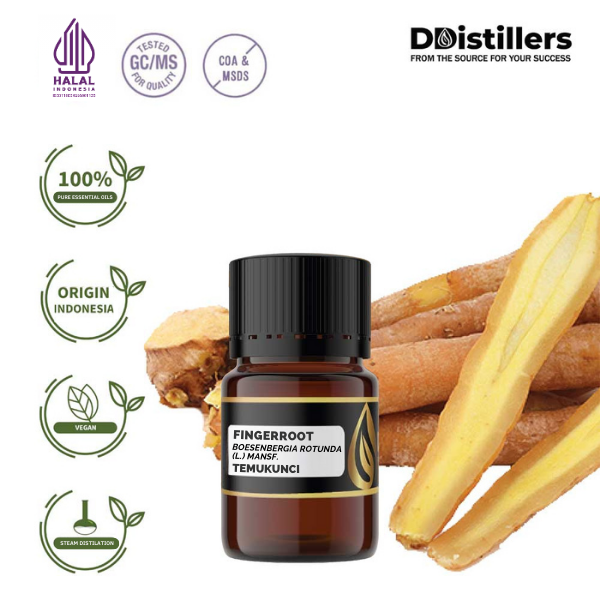 Fingerroot / Temukunci Essential Oil Pure 100%, 2-10ML GS