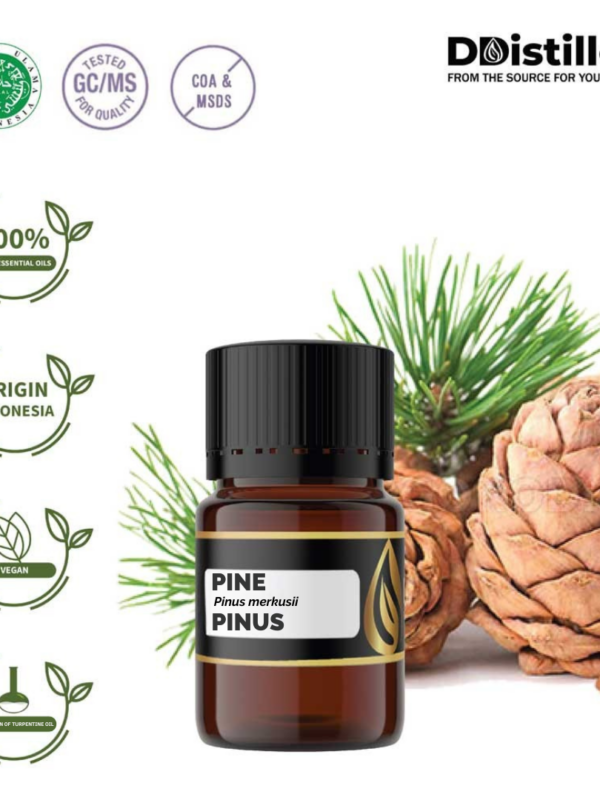 Pine / Pinus Essential Oil Pure 100%, 2-10ML GS