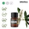 Cajuput (Maluku) / Kayu Putih Ambon Essential Oil Pure 100%, 2-10ML GS