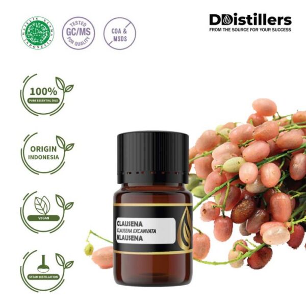 Clausena / Klausena Essential Oil Pure 100%, 2-10ML GS