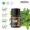 26c9816b2f5445a28e3935ba265eef1d.jpg Marjoram / Marjoram Essential Oil Pure 100%, 2-10ML GS
