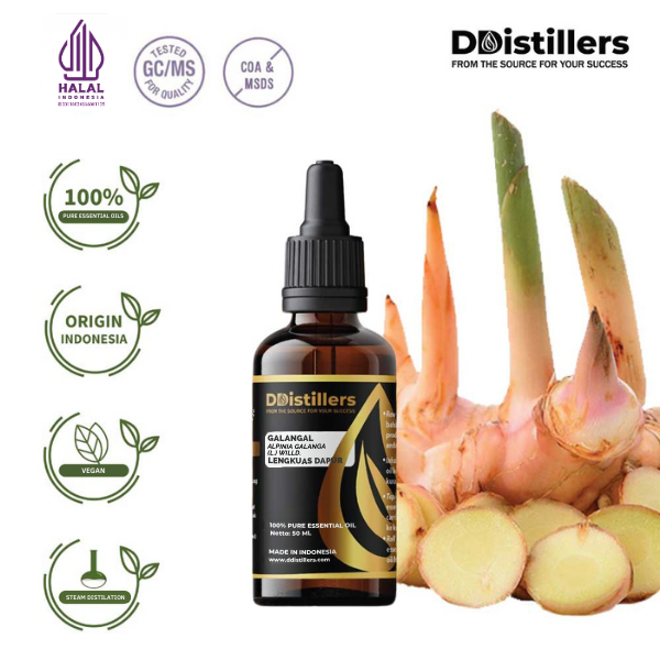 Galangal / Lengkuas Dapur Essential Oil Pure 100%, 50-100ML GS