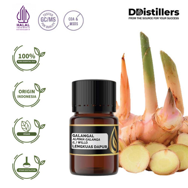 Galangal / Lengkuas Dapur Essential Oil Pure 100%, 2-10ML GS