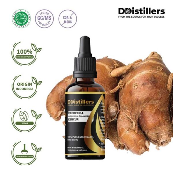 Kaempferia / Aromatic Ginger / Kencur Essential Oil Pure 100%, 50-100ML GS