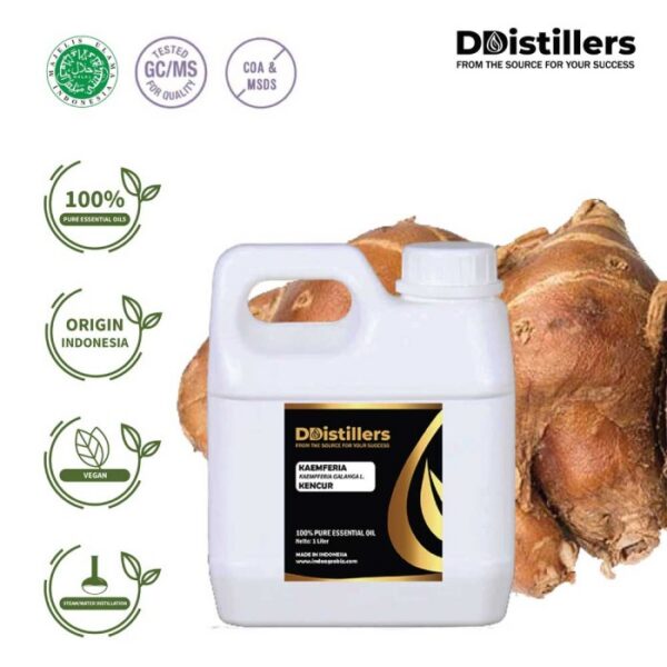 Kaempferia / Aromatic Ginger / Kencur Essential Oil Pure 100%, 500ML-1L HDPE/SS