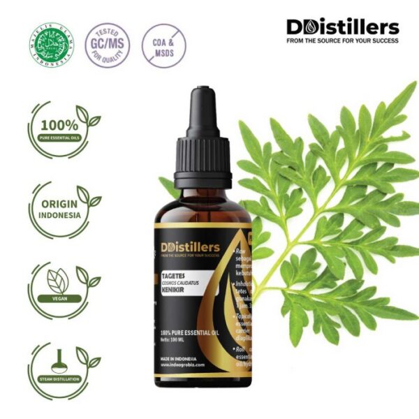 Tagetes Marigold / Kenikir Hias / Bunga Marigold Essential Oil Pure 100%, 50-100ML GS
