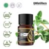 Thyme Common / Thyme / Throat Herb Essential Oil Pure 100%, 2-10ML GS
