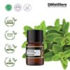 6c0bc841a52b4670b0a7b53b53157605.jpg Marjoram / Marjoram Essential Oil Pure 100%, 2-10ML GS
