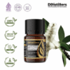 Cajuput (Sumatra) / Kayu Putih Aceh Essential Oil Pure 100%, 2-10ML GS