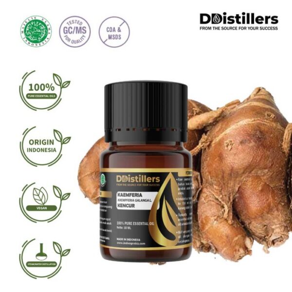 Kaempferia / Aromatic Ginger / Kencur Essential Oil Pure 100%, 2-10ML GS