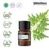 Tagetes Marigold / Kenikir Hias / Bunga Marigold Essential Oil Pure 100%, 2-10ML GS