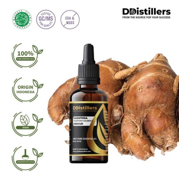 Kaempferia / Aromatic Ginger / Kencur Essential Oil Pure 100%, 50-100ML GS