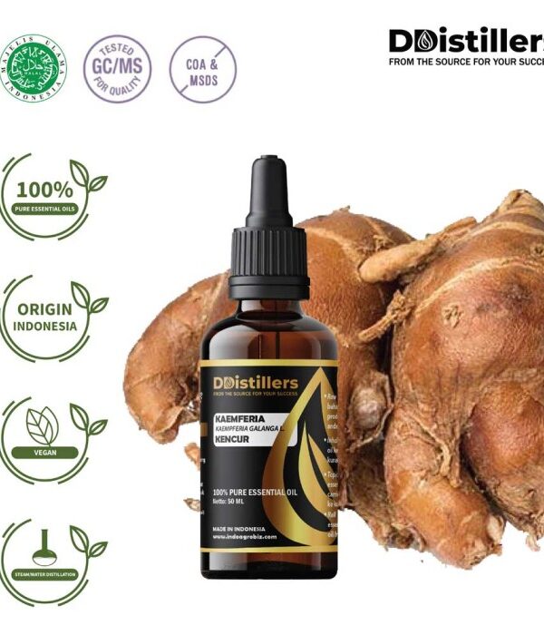 Kaempferia / Aromatic Ginger / Kencur Essential Oil Pure 100%, 50-100ML GS