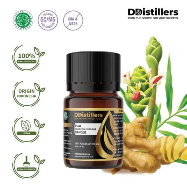 Plai / Bangle Essential Oil Pure 100%, 2-10ML GS