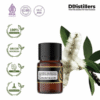 Cajuput (Sumatra) / Kayu Putih Aceh Essential Oil Pure 100%, 2-10ML GS