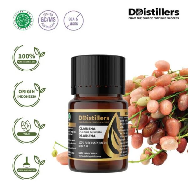 Clausena / Klausena Essential Oil Pure 100%, 2-10ML GS