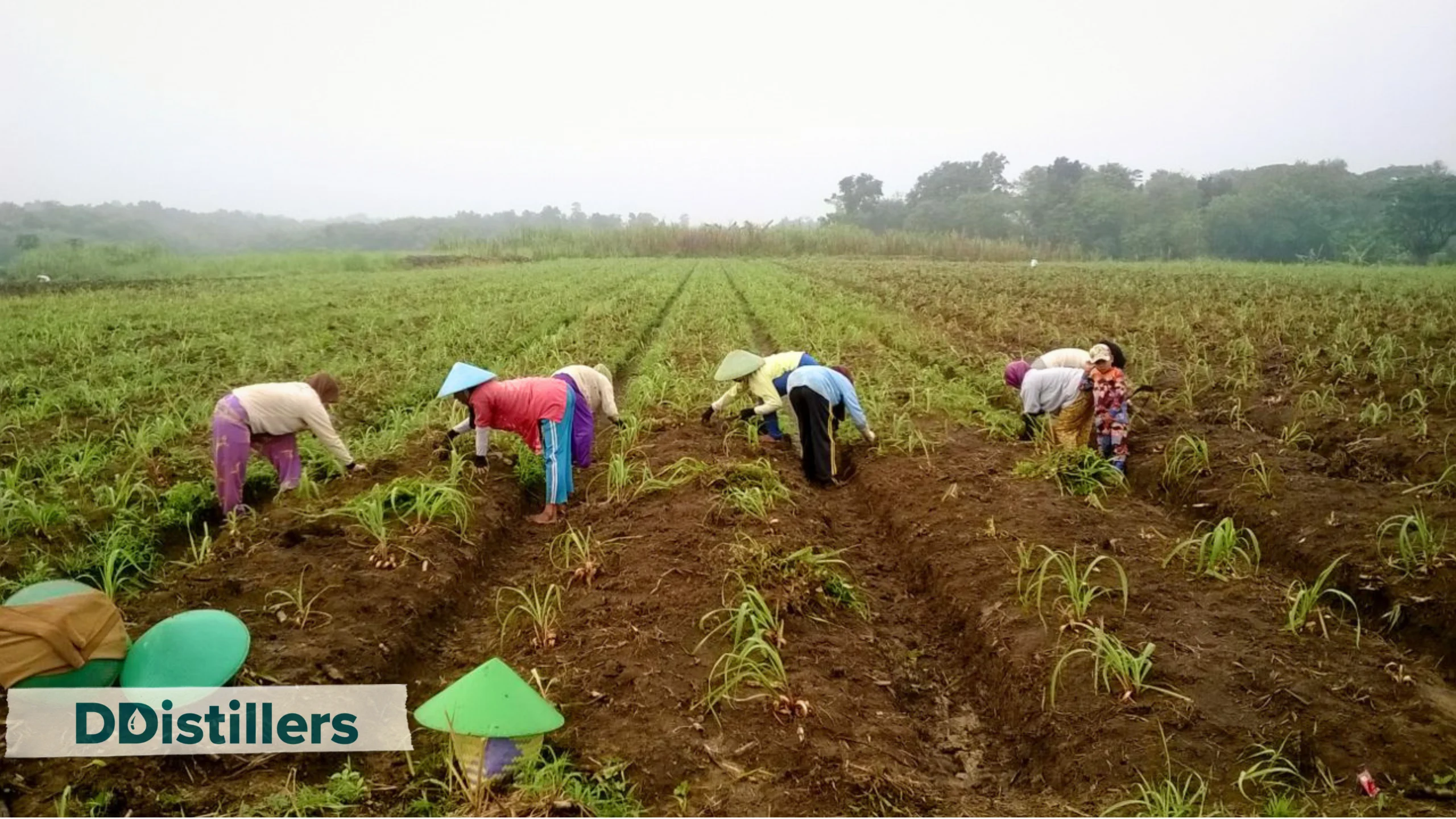Petani Panen