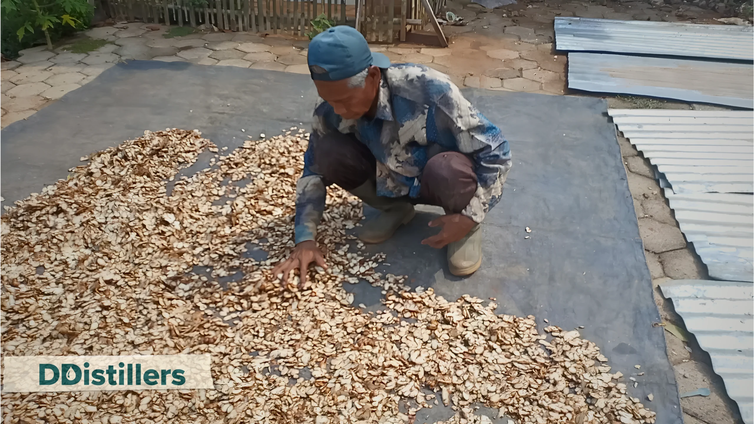 Petani menjemur