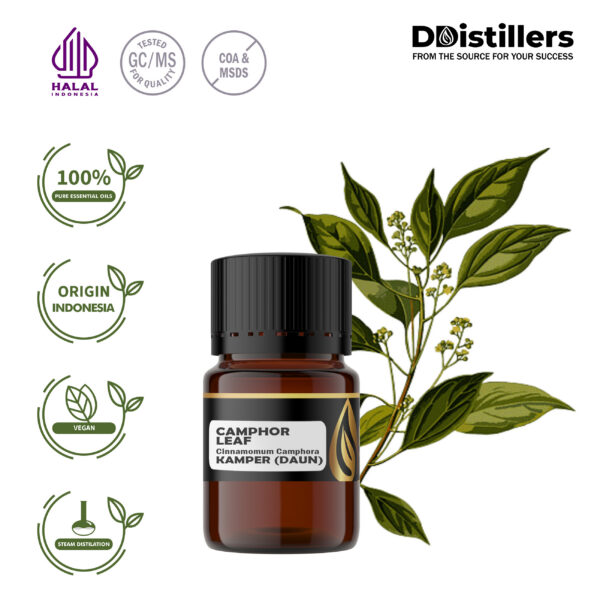 Camphor Leaf / Daun Kamper Essential Oil Pure 100%, 2-10ML GS