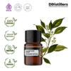 Camphor Leaf / Daun Kamper Essential Oil Pure 100%, 2-10ML GS