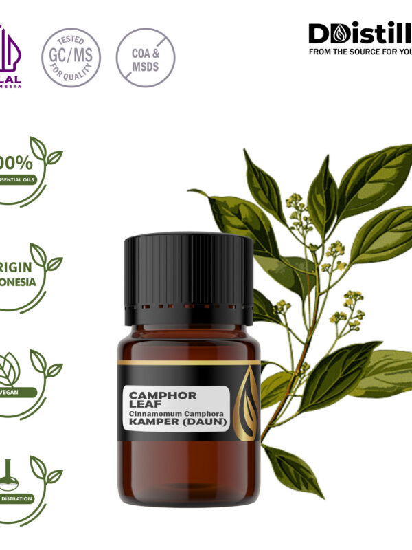 Camphor Leaf / Daun Kamper Essential Oil Pure 100%, 2-10ML GS