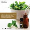 Peppermint Essential Oil 100 % Pure Volume 5 ml