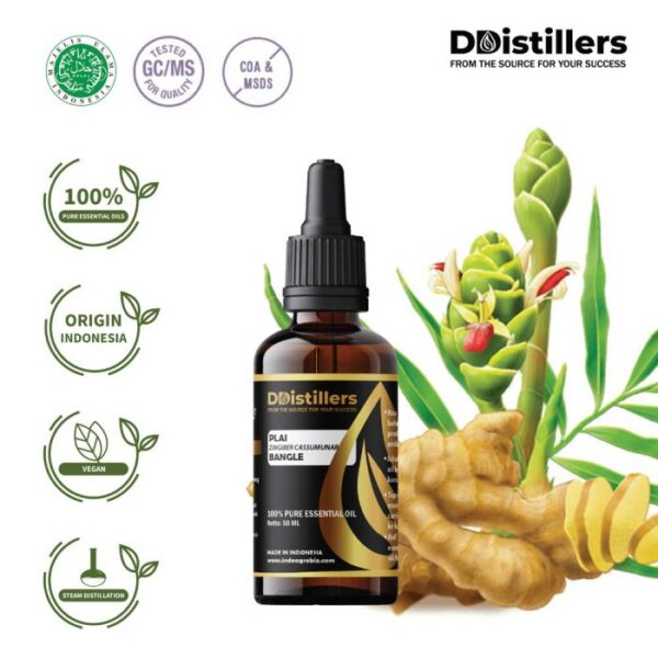 Plai / Bangle Essential Oil Pure 100%, 50-100ML GS
