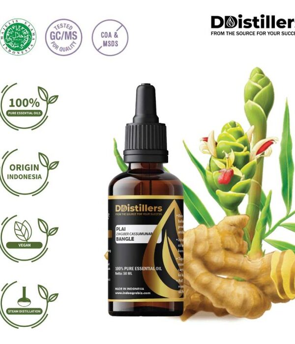 Plai / Bangle Essential Oil Pure 100%, 50-100ML GS